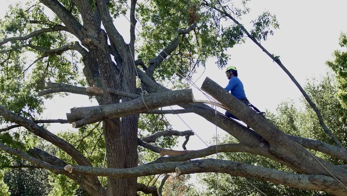 Professional Crown Thinning performed by certified arborists in Cusseta